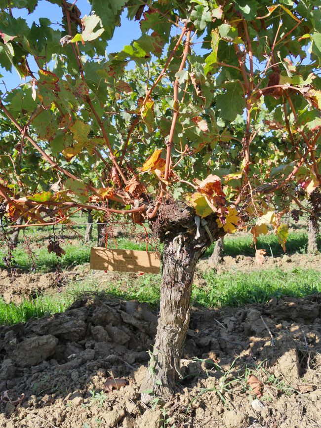 Виноградник на урожай